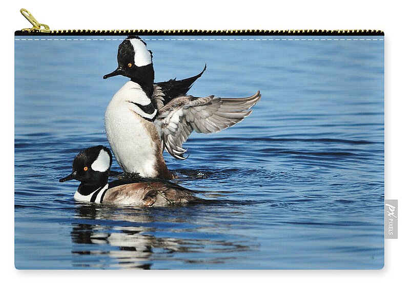  Hooded Merganser Zip Pouch featuring the photograph Hooded Mergansers by Bradford Martin
