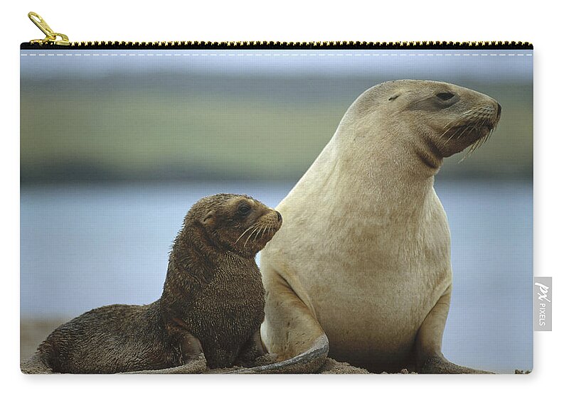 Feb0514 Zip Pouch featuring the photograph Hookers Sea Lion Mother And Pup by Tui De Roy