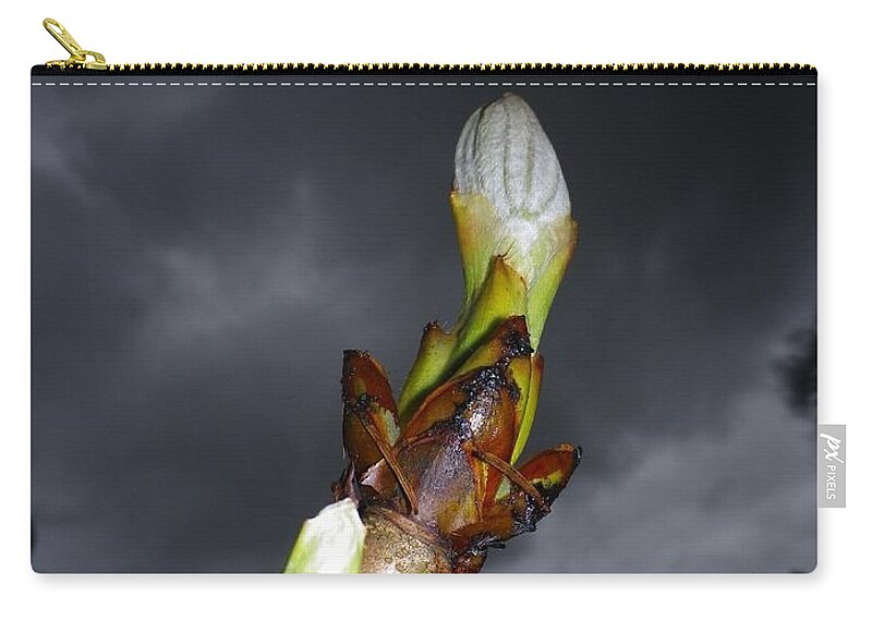 Horse Chestnut Zip Pouch featuring the photograph Horse Chestnut Bud With Dark Stormy Sky by Richard Brookes