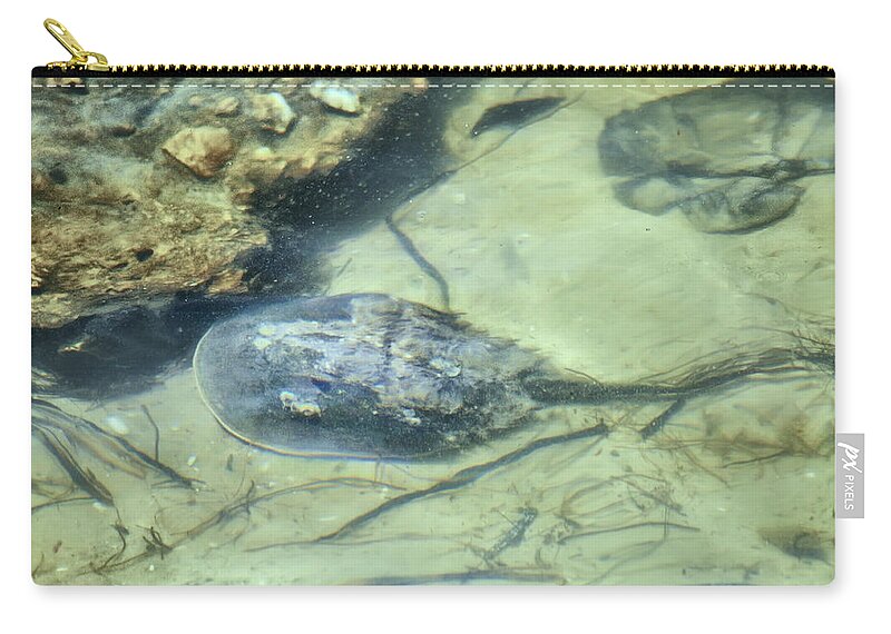 Horseshoe Zip Pouch featuring the photograph Horseshoe Crab by Bill Cannon
