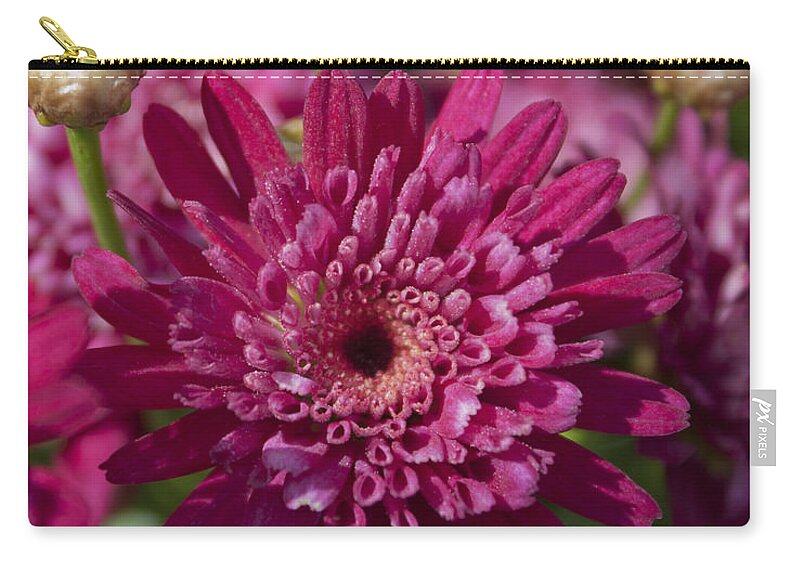 Hot Pink Chrysanthemum Zip Pouch featuring the photograph Hot Pink Chrysanthemum by Ivete Basso Photography