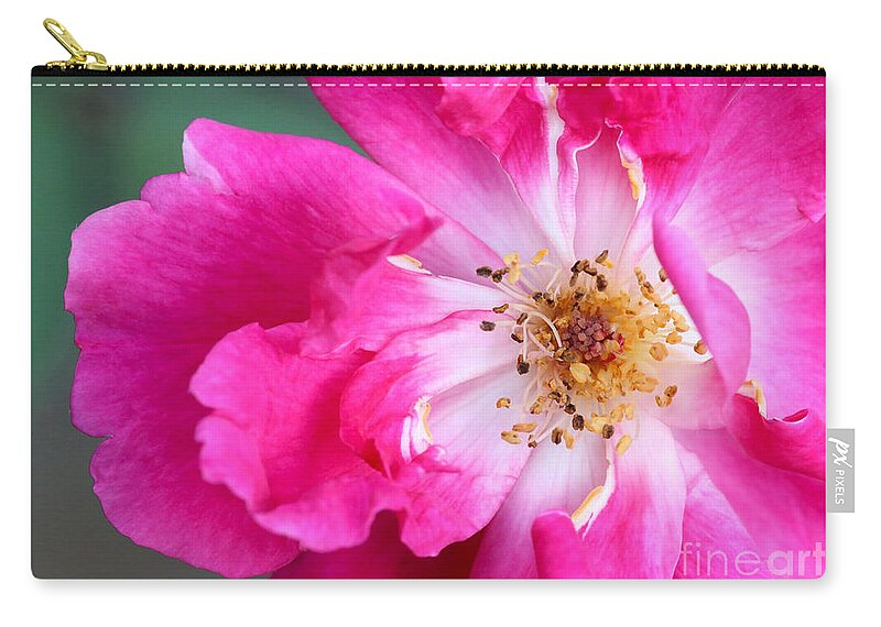 Macro Zip Pouch featuring the photograph Hot Pink Rose by Sabrina L Ryan