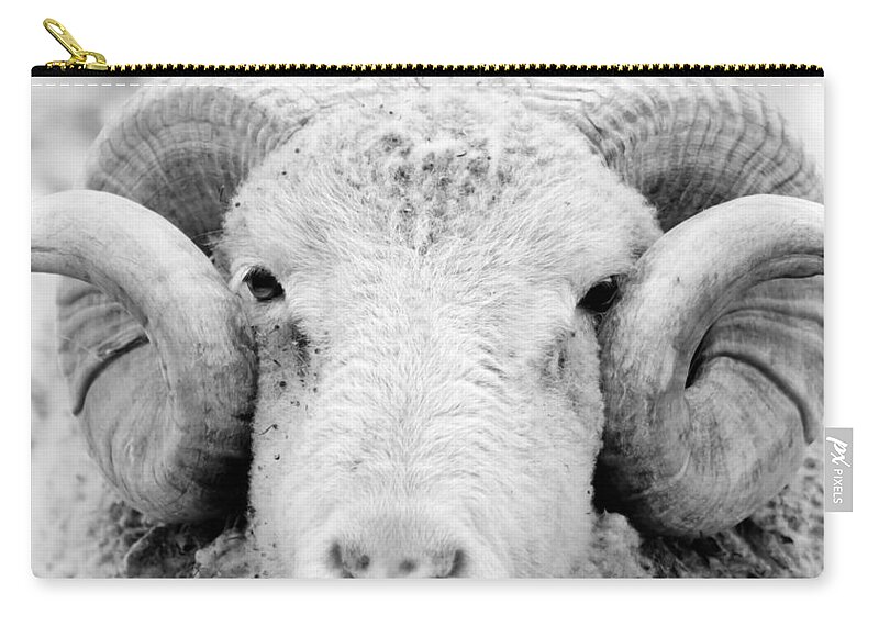 Ram Zip Pouch featuring the photograph How Ewe Doin by Courtney Webster
