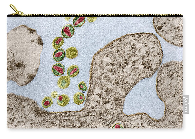 Hiv Virion Zip Pouch featuring the photograph Human Immunodeficiency Virus Hiv, Tem by Eye of Science