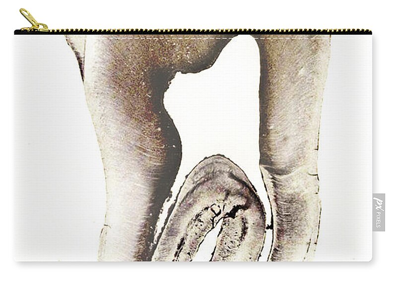 History Zip Pouch featuring the photograph Human Tooth, Early Photomicrograph by Science Source