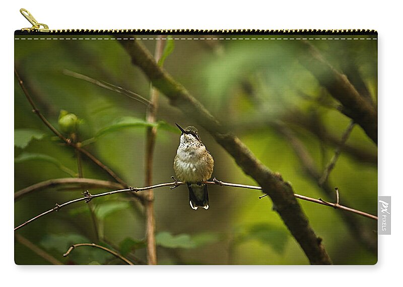 Hummingbird Zip Pouch featuring the photograph Hummingbird 3 by Tammy Schneider
