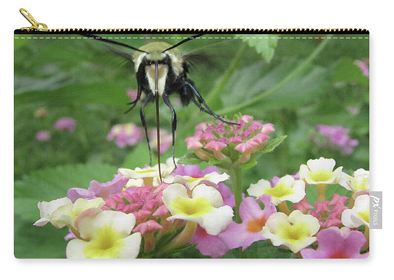  Insect Zip Pouch featuring the photograph Hummingbird Moth by Donna Brown