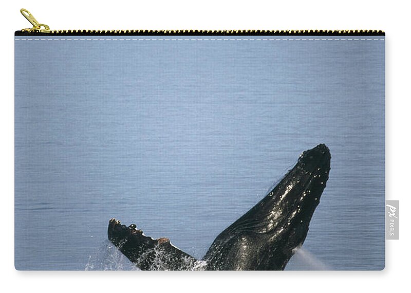 Feb0514 Zip Pouch featuring the photograph Humpback Whale Breaching Southeast by Tui De Roy
