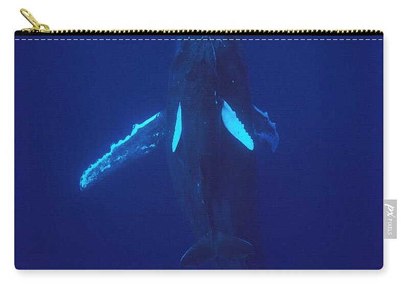 Feb0514 Zip Pouch featuring the photograph Humpback Whale Calf And Mother Hawaii by Flip Nicklin