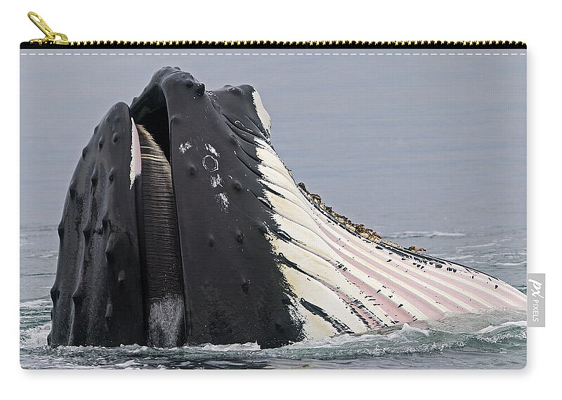 Humpback Whale Zip Pouch featuring the photograph Humpback Whale Feeding by M. Watson
