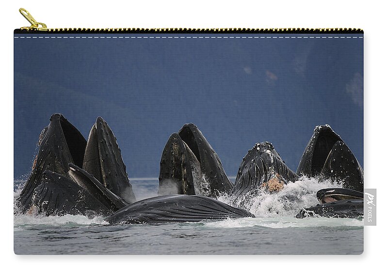 Feb0514 Zip Pouch featuring the photograph Humpback Whales Bubble Net Feeding by Hiroya Minakuchi