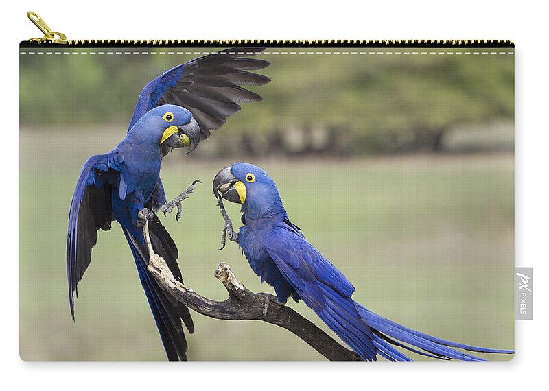 Suzi Eszterhas Zip Pouch featuring the photograph Hyacinth Macaw Pair Fighting Pantanal by Suzi Eszterhas
