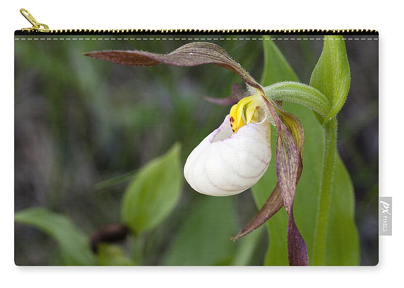 British Columbia Zip Pouch featuring the photograph Hybrid Ladys Slipper by Hal Horwitz