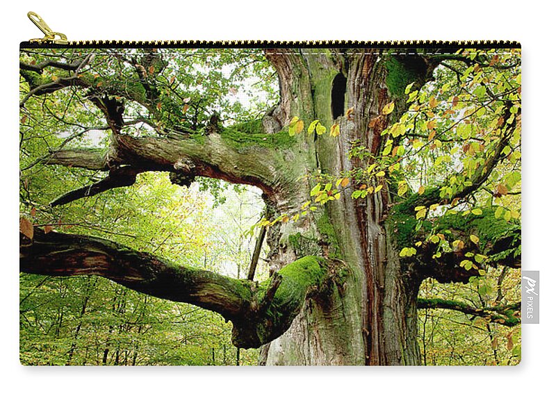 Oak Zip Pouch featuring the photograph I am nearly 1000 years old by Heiko Koehrer-Wagner