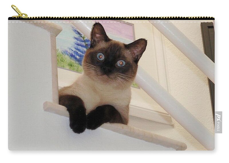 Siamese Zip Pouch featuring the photograph I'm Adorable by Jamie Frier