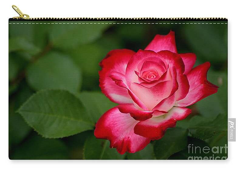 Roses Zip Pouch featuring the photograph In All It's Beauty by Living Color Photography Lorraine Lynch