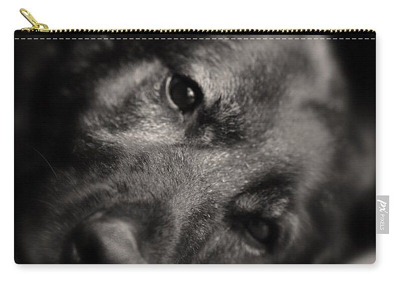 German Shepherd Zip Pouch featuring the photograph In Their Eyes by Karol Livote