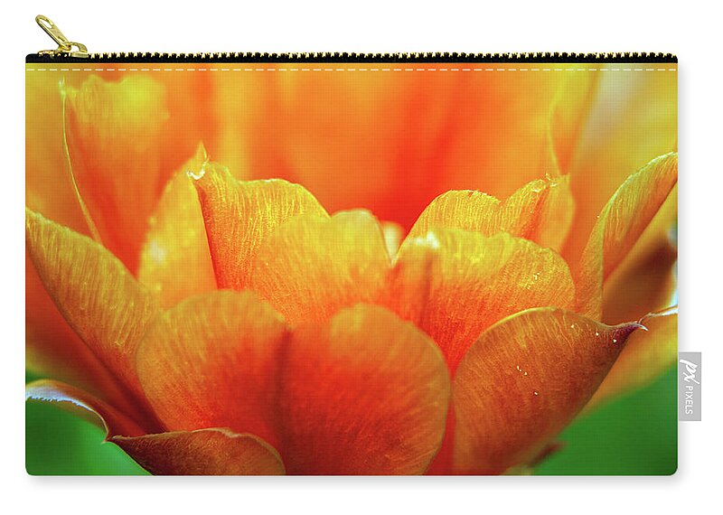 Petal Zip Pouch featuring the photograph Indian Fig Opuntia Ficus-indica Red by By Paco Calvino (barcelona, Spain)