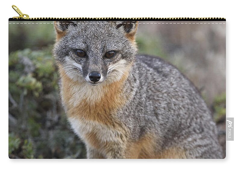 Ch'ien Lee Carry-all Pouch featuring the photograph Island Fox California by Ch'ien Lee