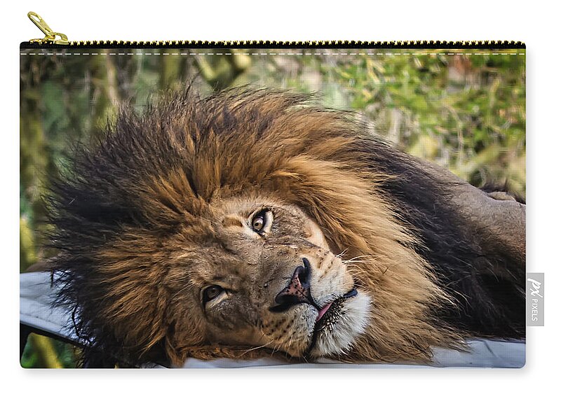 Lion Zip Pouch featuring the photograph Izu the Lion by John Haldane