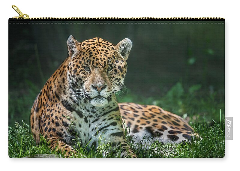 Grass Zip Pouch featuring the photograph Jaguar by © Justin Lo
