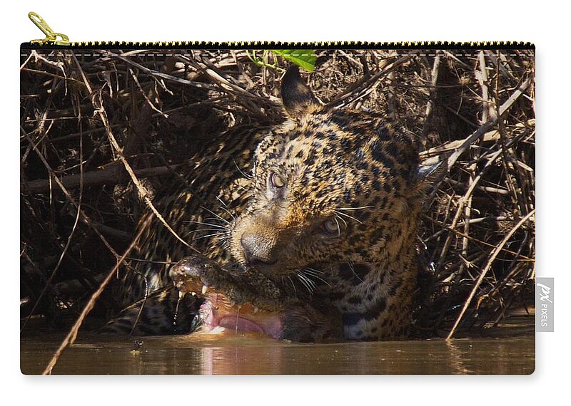 Brazil Zip Pouch featuring the photograph Jaguar vs Caiman 4 by David Beebe