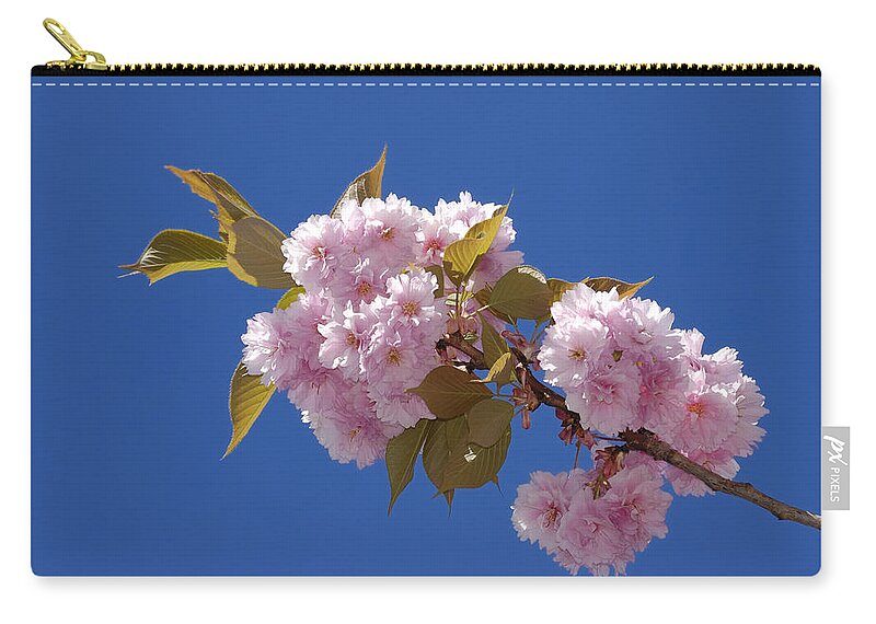 Japanese Cherry Zip Pouch featuring the photograph Japanese Cherry flowering by Matthias Hauser