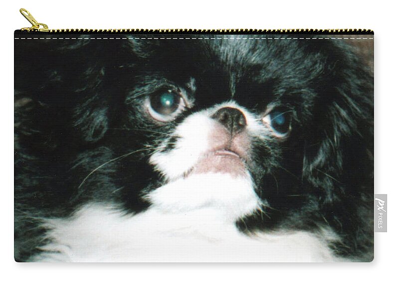 Japanese Chins Zip Pouch featuring the photograph Japanese Chin Puppy Portrait by Jim Fitzpatrick