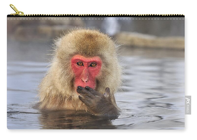 Thomas Marent Zip Pouch featuring the photograph Japanese Macaque In Hot Spring by Thomas Marent