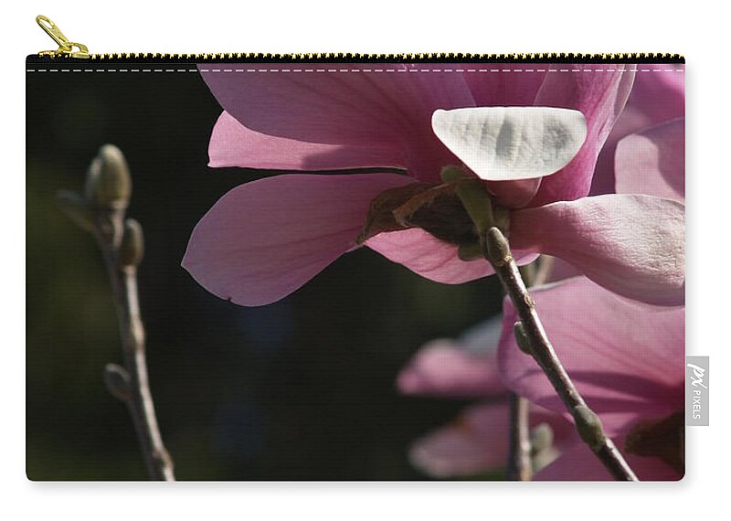 Magnolia Zip Pouch featuring the photograph Japanese Magnolia and Bud by Anna Lisa Yoder