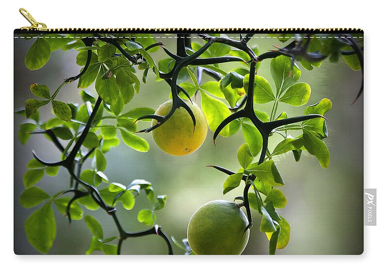 Flying Carry-all Pouch featuring the photograph Japanese Orange Tree by Farol Tomson