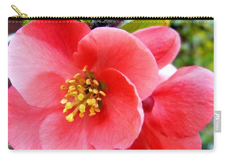 Japonica Macro Zip Pouch featuring the photograph Japonica Macro by Will Borden