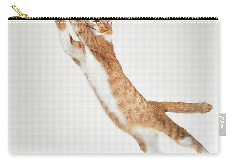 Shimonoseki Zip Pouch featuring the photograph Jumping Kitten by Akimasa Harada