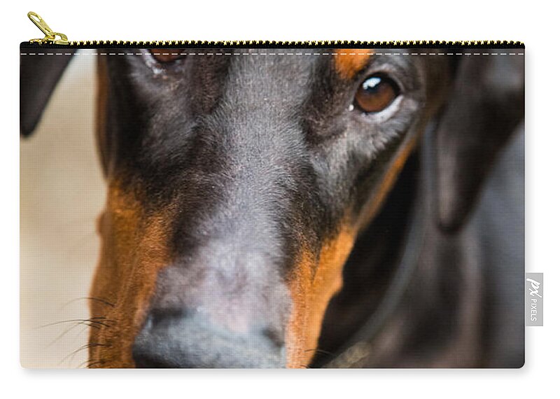 Pet Zip Pouch featuring the photograph Just a doberman by Eti Reid
