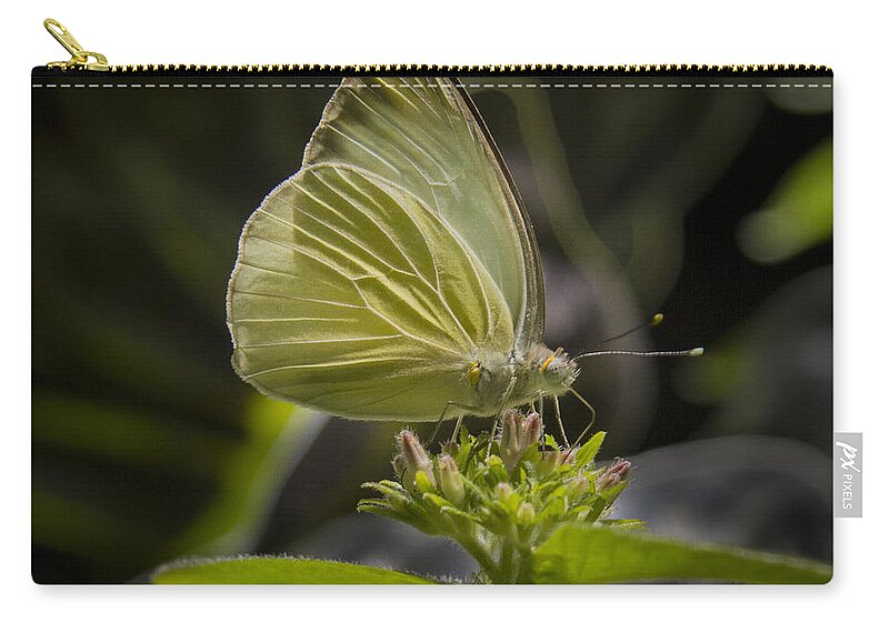 : Animals Zip Pouch featuring the photograph Just a taste by Jean Noren