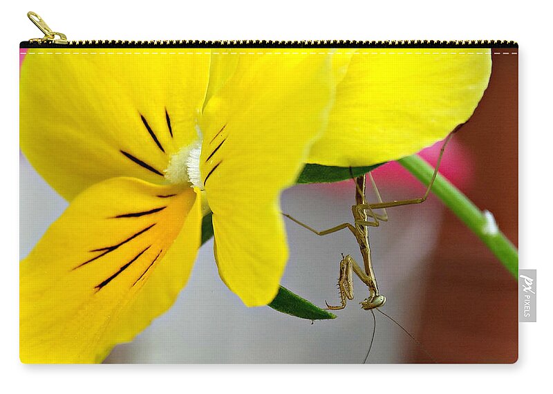 Just Hangin' Around Zip Pouch featuring the photograph Just Hangin' Around by Dark Whimsy