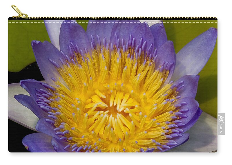 Water Zip Pouch featuring the photograph Just Opening Purple and Yellow Waterlily by Jean Noren