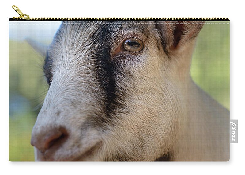 Goat Zip Pouch featuring the photograph Just Say ChiiiZ by Michael Goyberg
