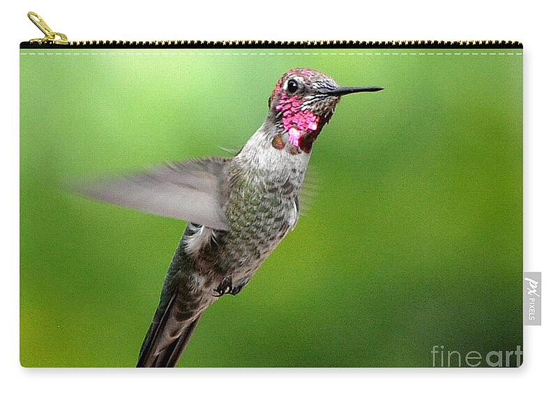 Male Hummingbird Zip Pouch featuring the photograph Juvenile Male Anna's In Flight #1 by Jay Milo