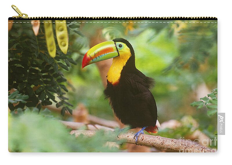 Animal Zip Pouch featuring the photograph Keel-billed Toucan Ramphastos Sulfuratus by Art Wolfe