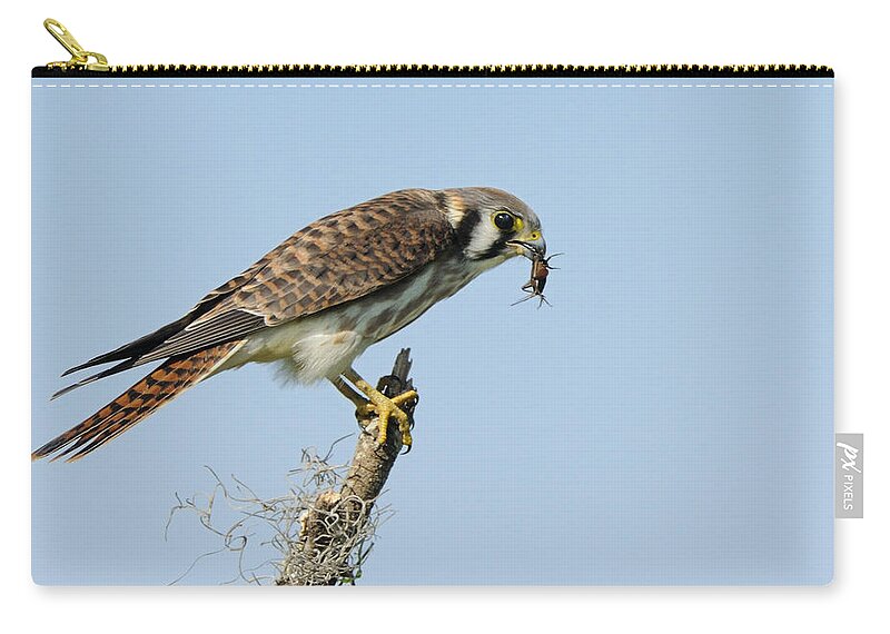 Kestrel Zip Pouch featuring the photograph Kestrel with a cricket by Bradford Martin