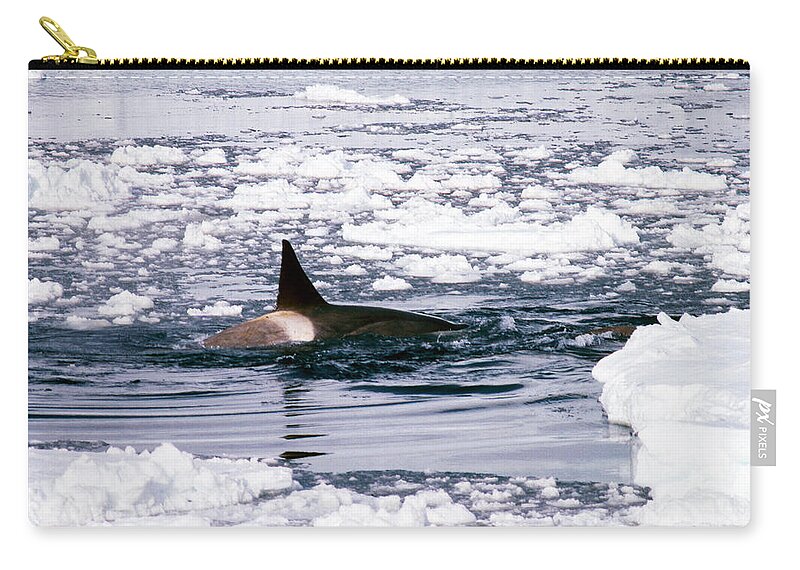 Animal Zip Pouch featuring the photograph Killer Whales by A.b. Joyce