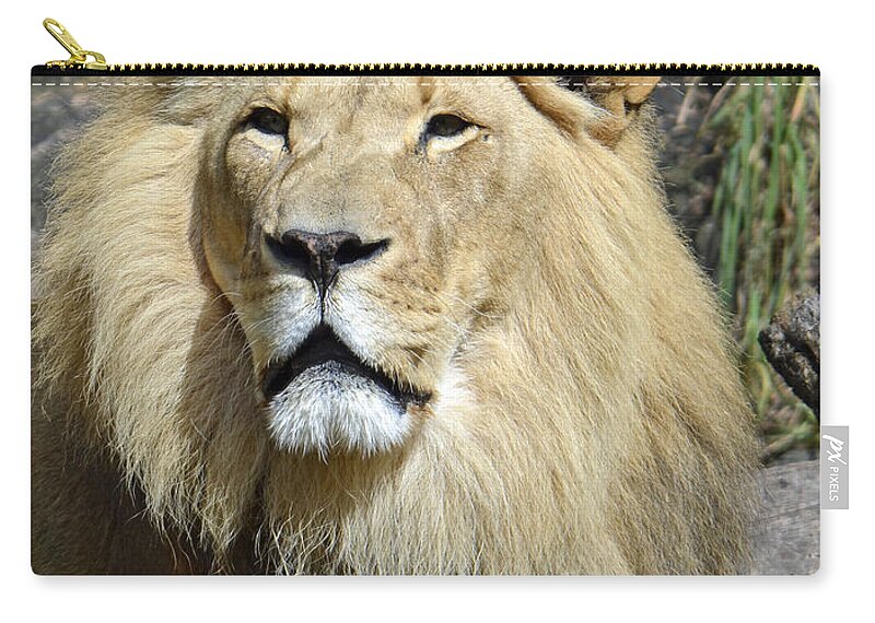 Lion Zip Pouch featuring the photograph King Of Beasts by Shanna Hyatt