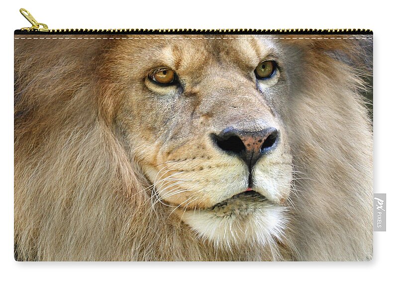 Lion Zip Pouch featuring the photograph King of the Beasts by Jackson Pearson
