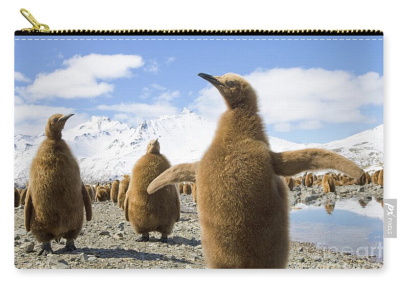 00345959 Zip Pouch featuring the photograph King Penguin Chicks by Yva Momatiuk and John Eastcott