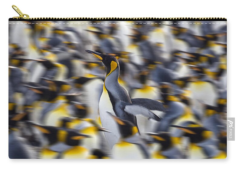 Feb0514 Zip Pouch featuring the photograph King Penguin Colony Gold Harbor South by Konrad Wothe