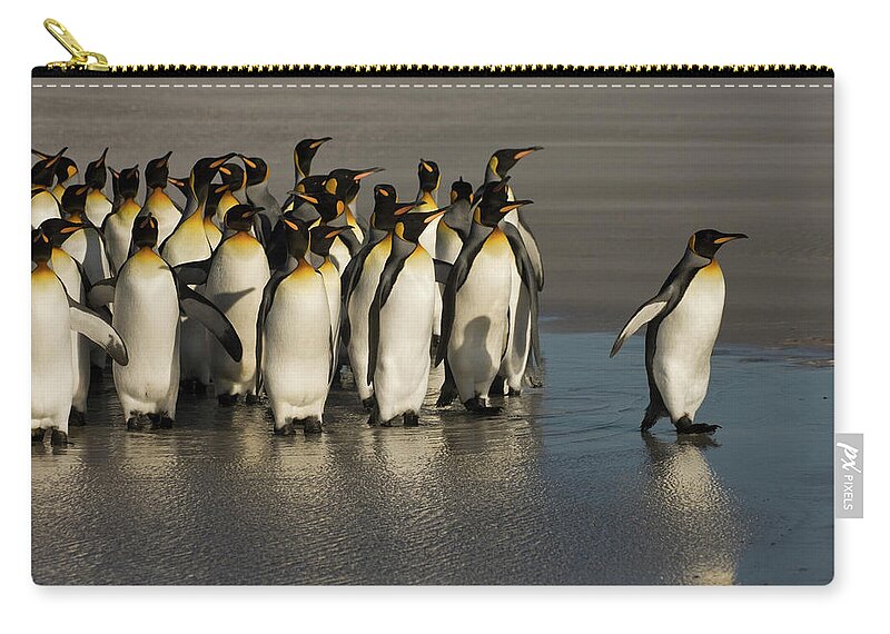 00439201 Zip Pouch featuring the photograph King Penguins at Volunteer Point by Pete Oxford
