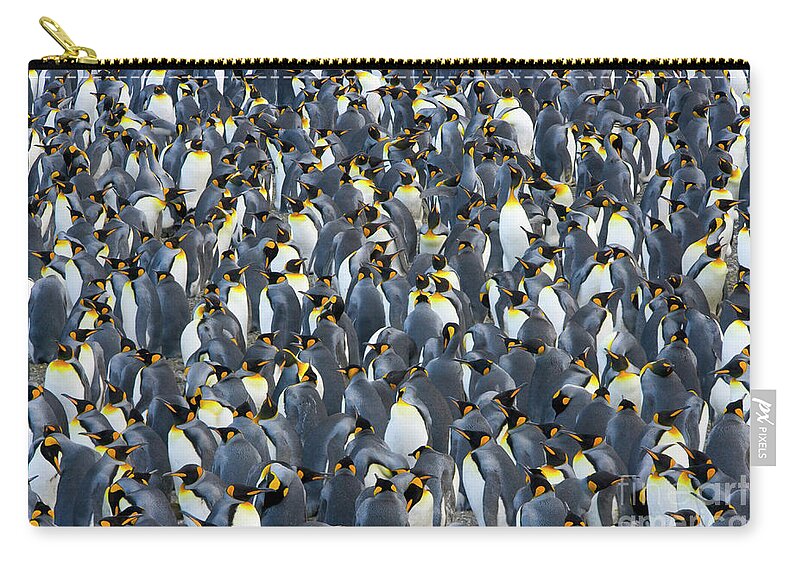 00345283 Zip Pouch featuring the photograph King Penguin Rookery South Georgia by Yva Momatiuk John Eastcott