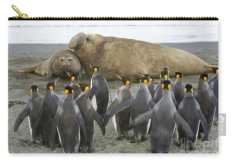 00345831 Zip Pouch featuring the photograph King Penguins And Southern Elephant by Yva Momatiuk John Eastcott