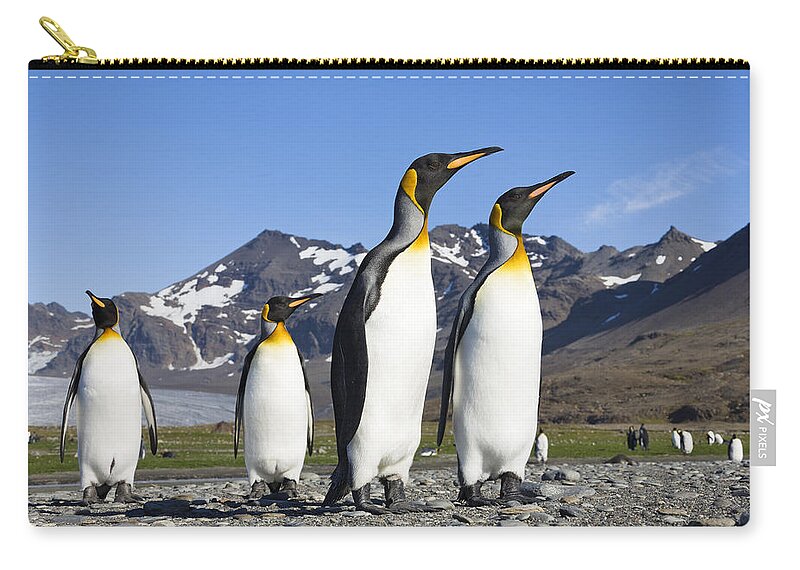 Feb0514 Zip Pouch featuring the photograph King Penguins St Andrews Bay South by Konrad Wothe